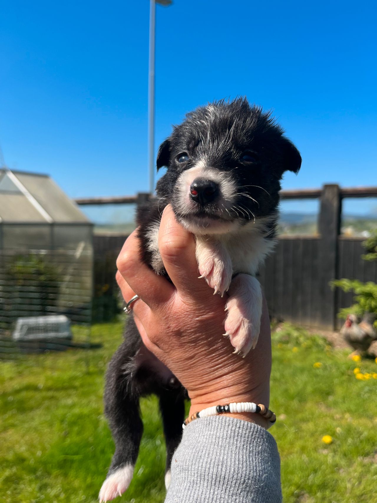 Border collie