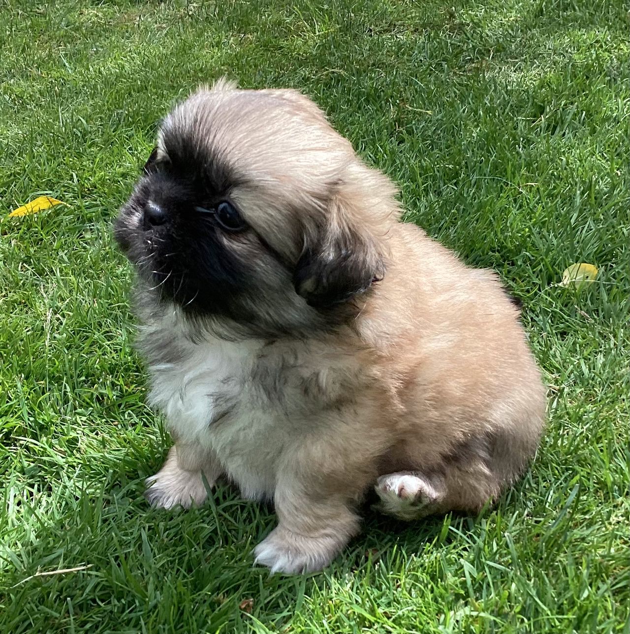 Tibetansk spaniel