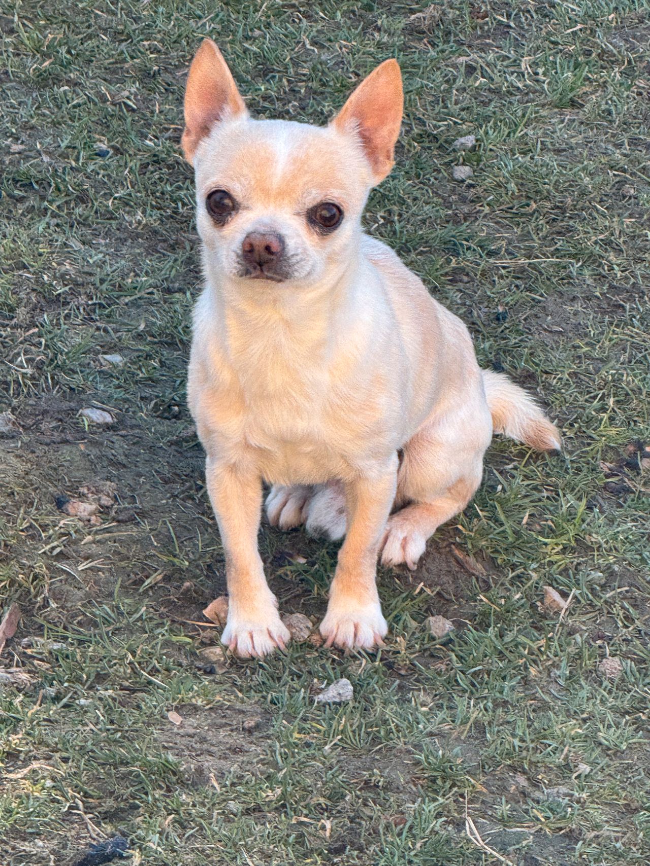 Chihuahua korthåret