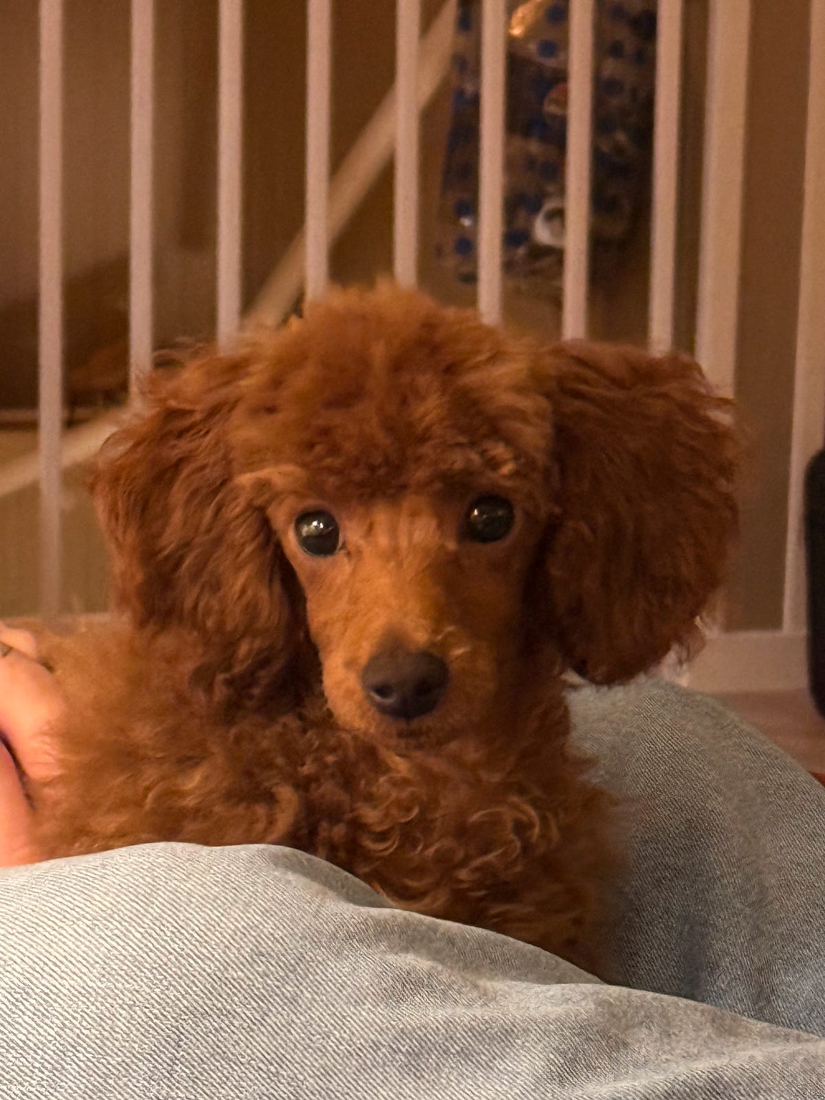 Toy puddel