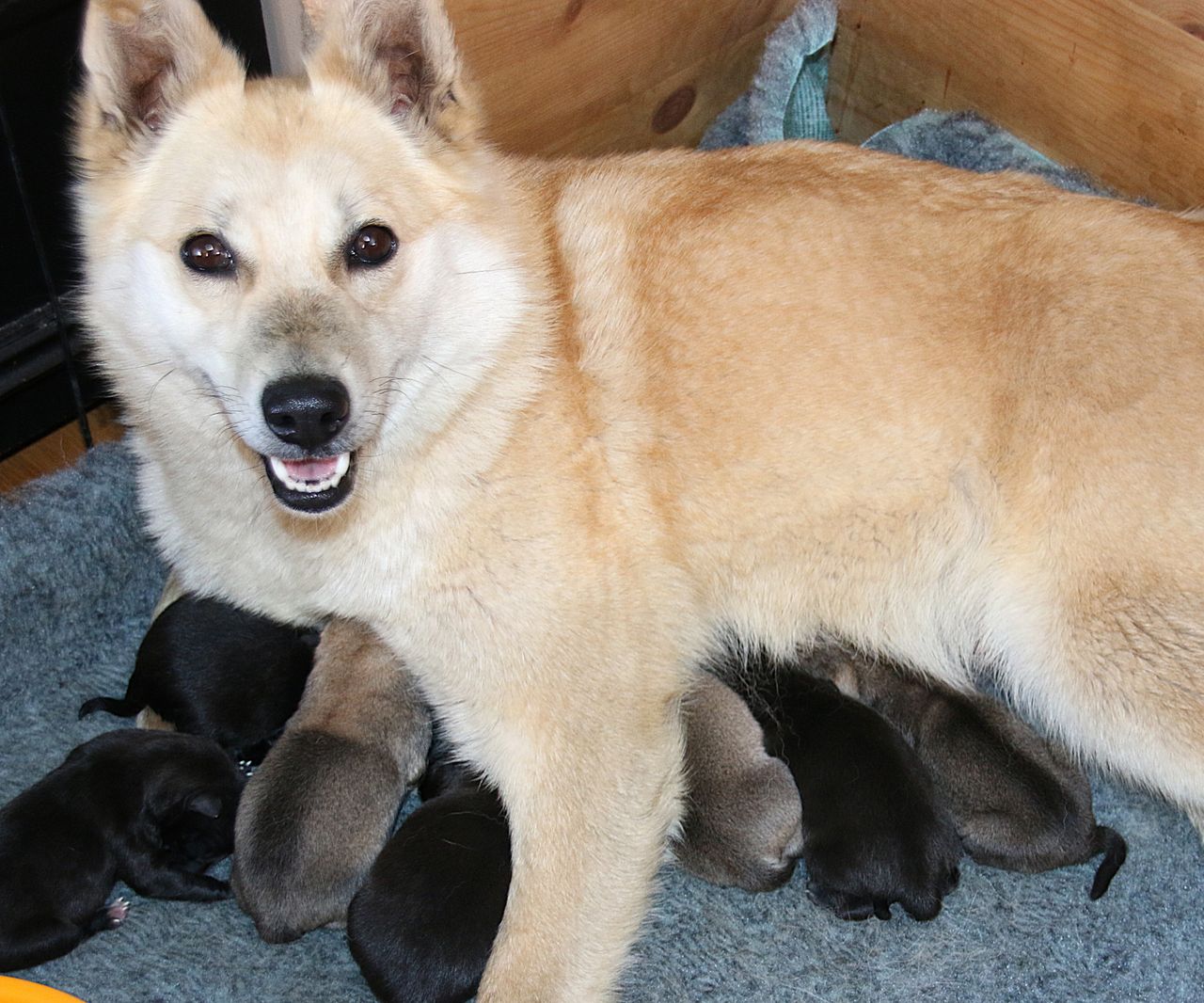 Norsk buhund
