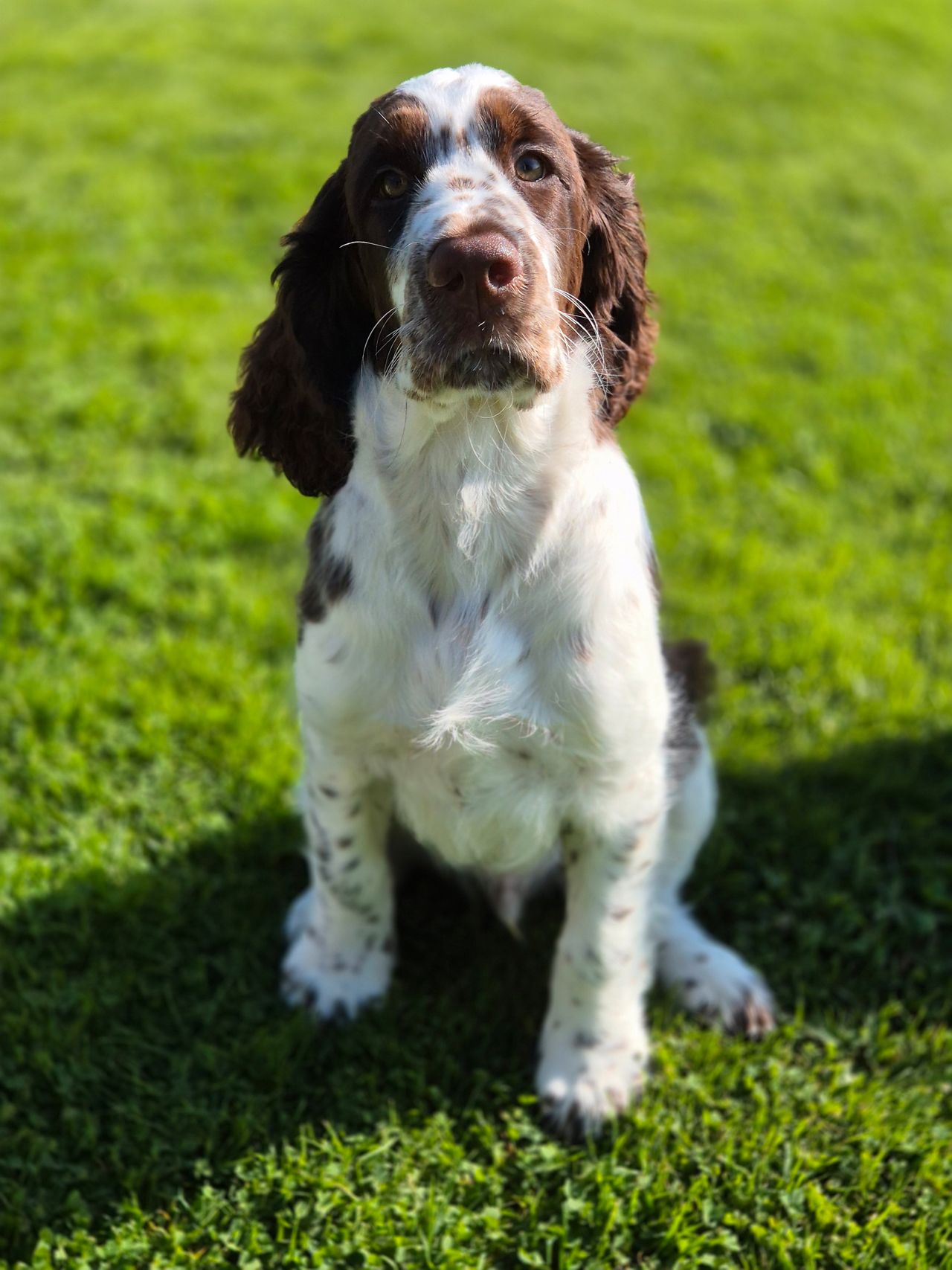 Engelsk springer spaniel