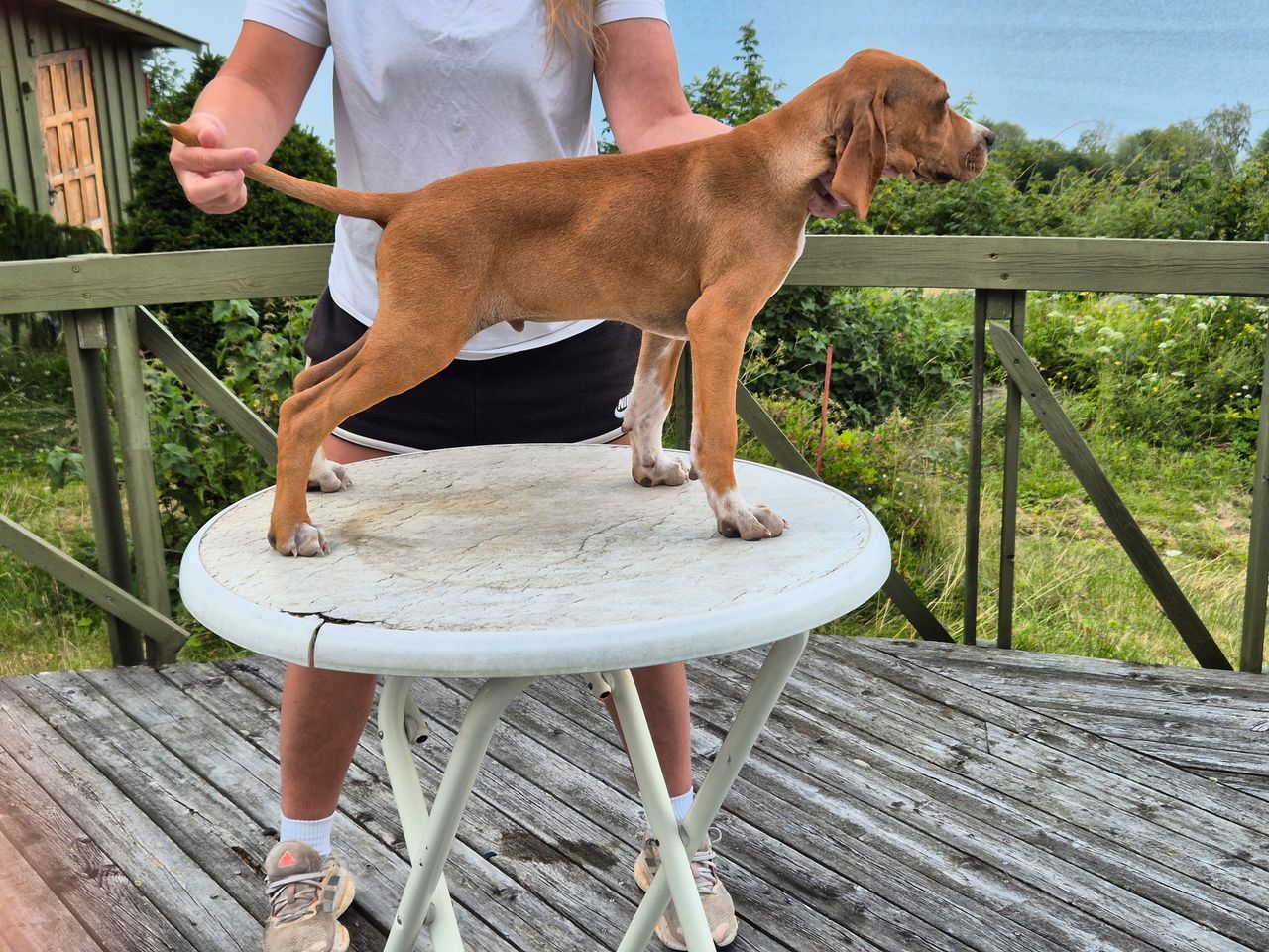 Pointer