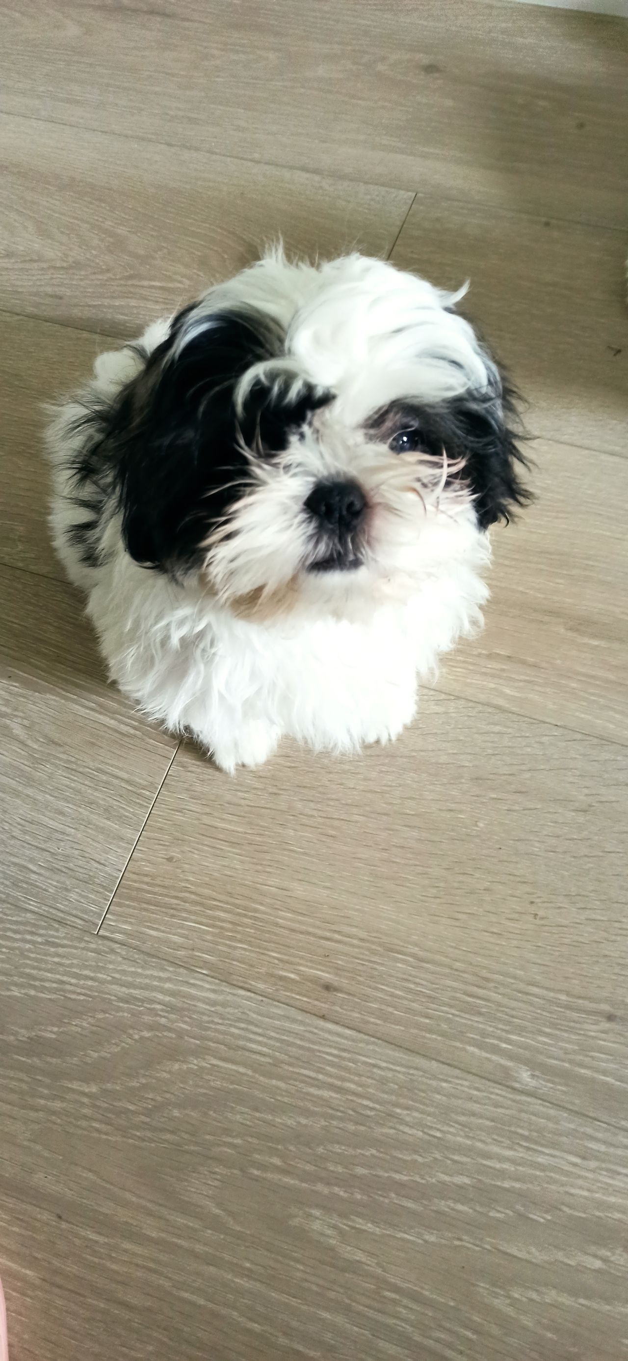 Shih tzu