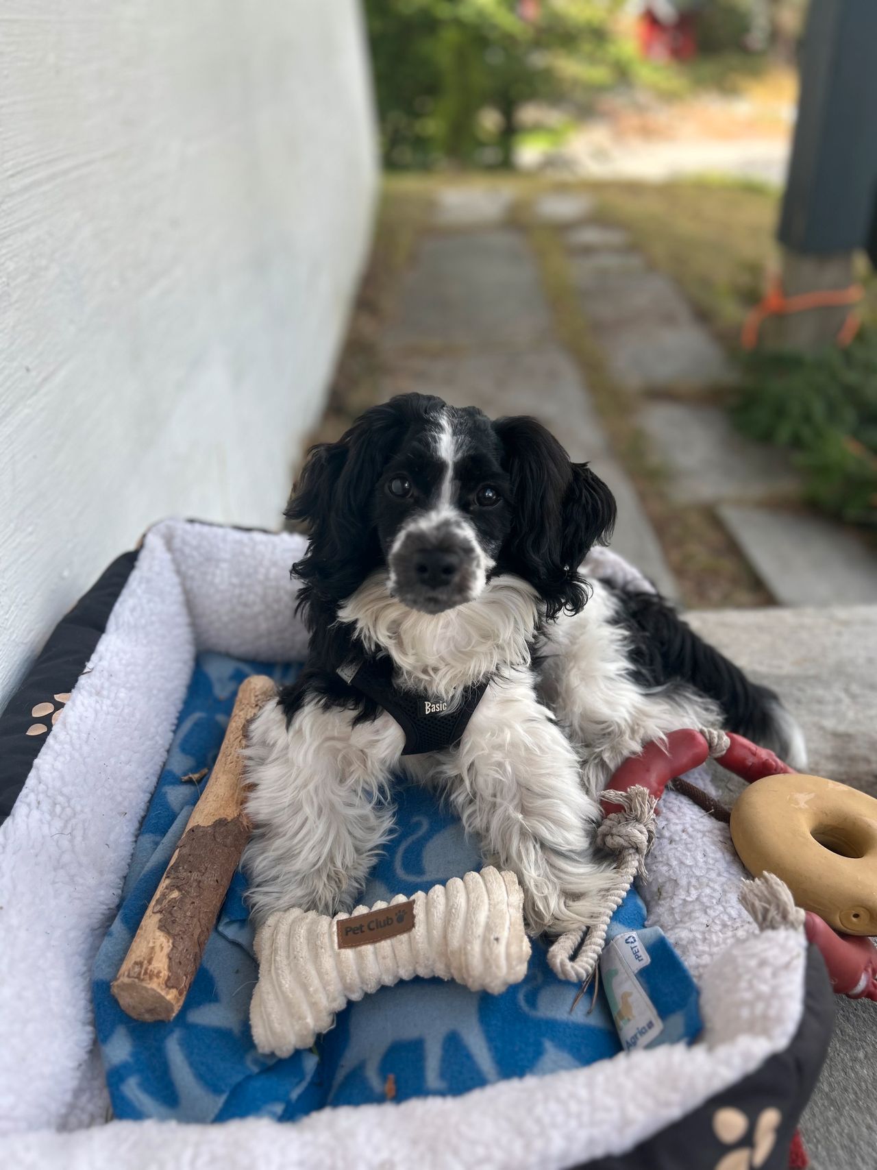 Bichon havanais