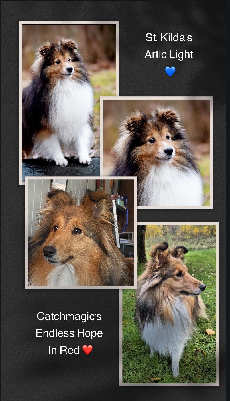 Shetland sheepdog