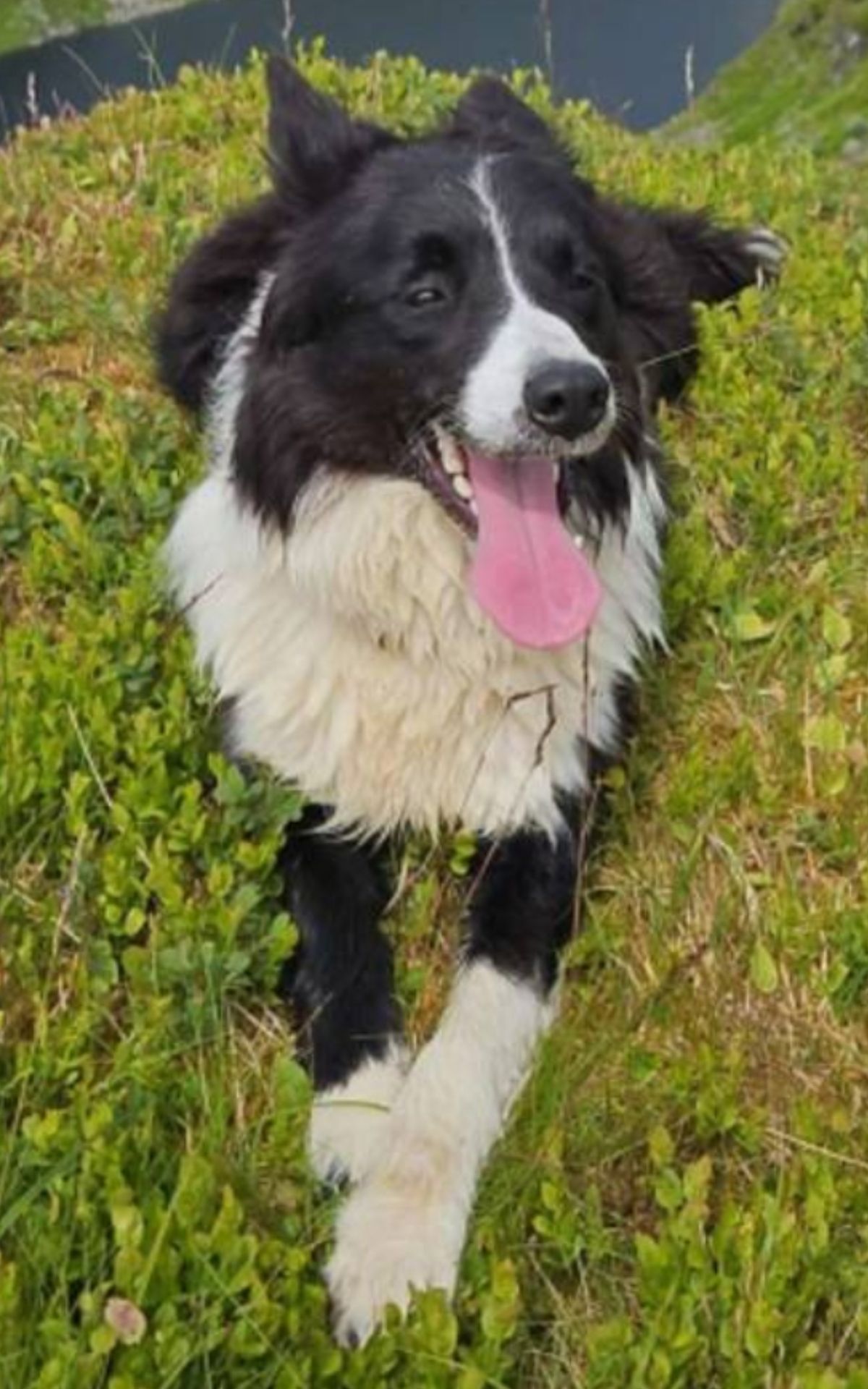 Border collie