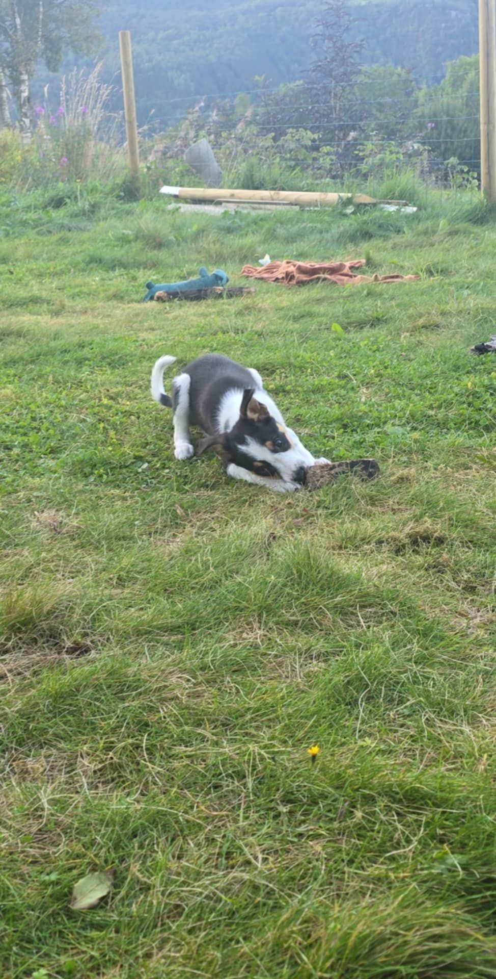 Border collie