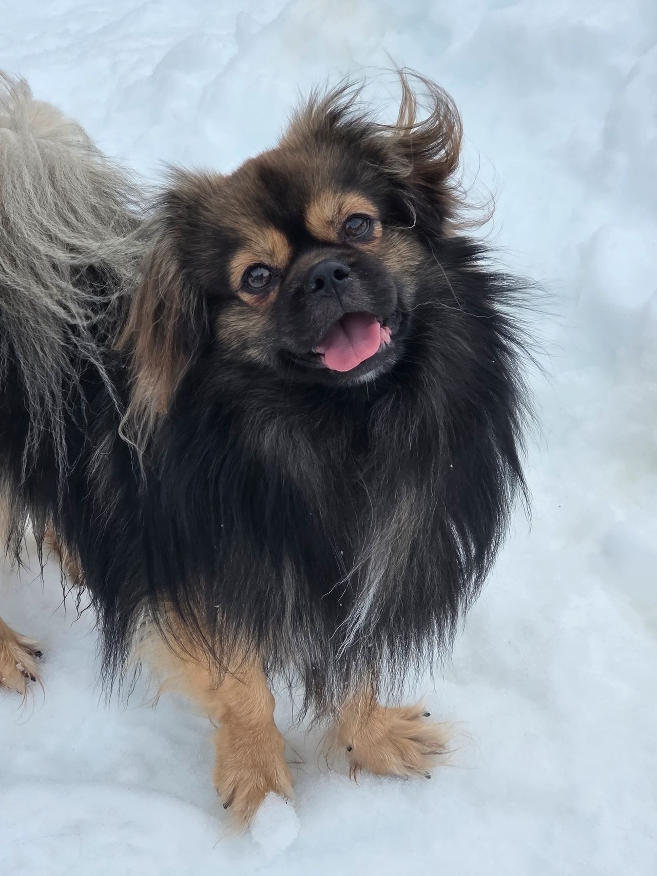 Tibetansk spaniel