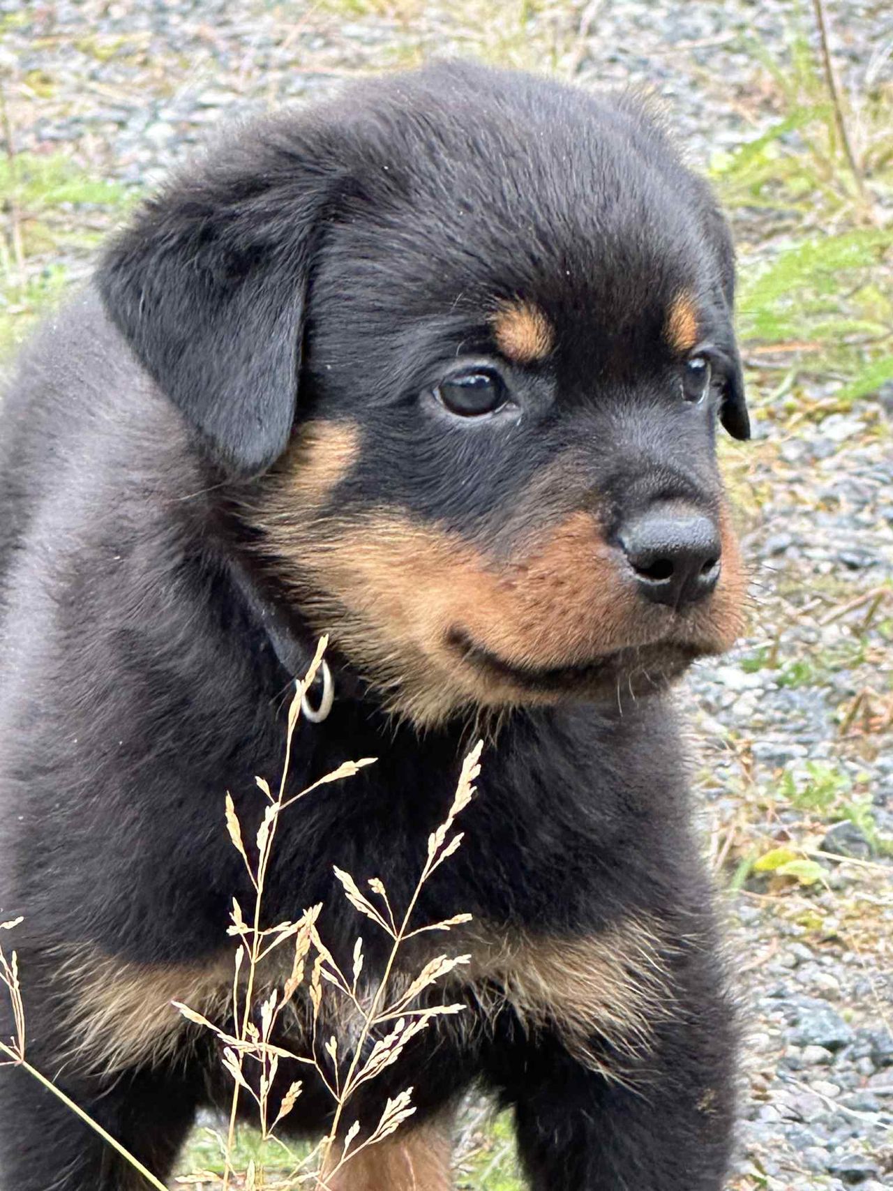 Rottweiler