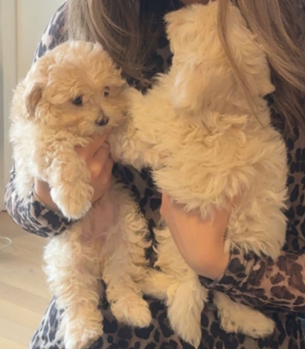 Bichon frisé