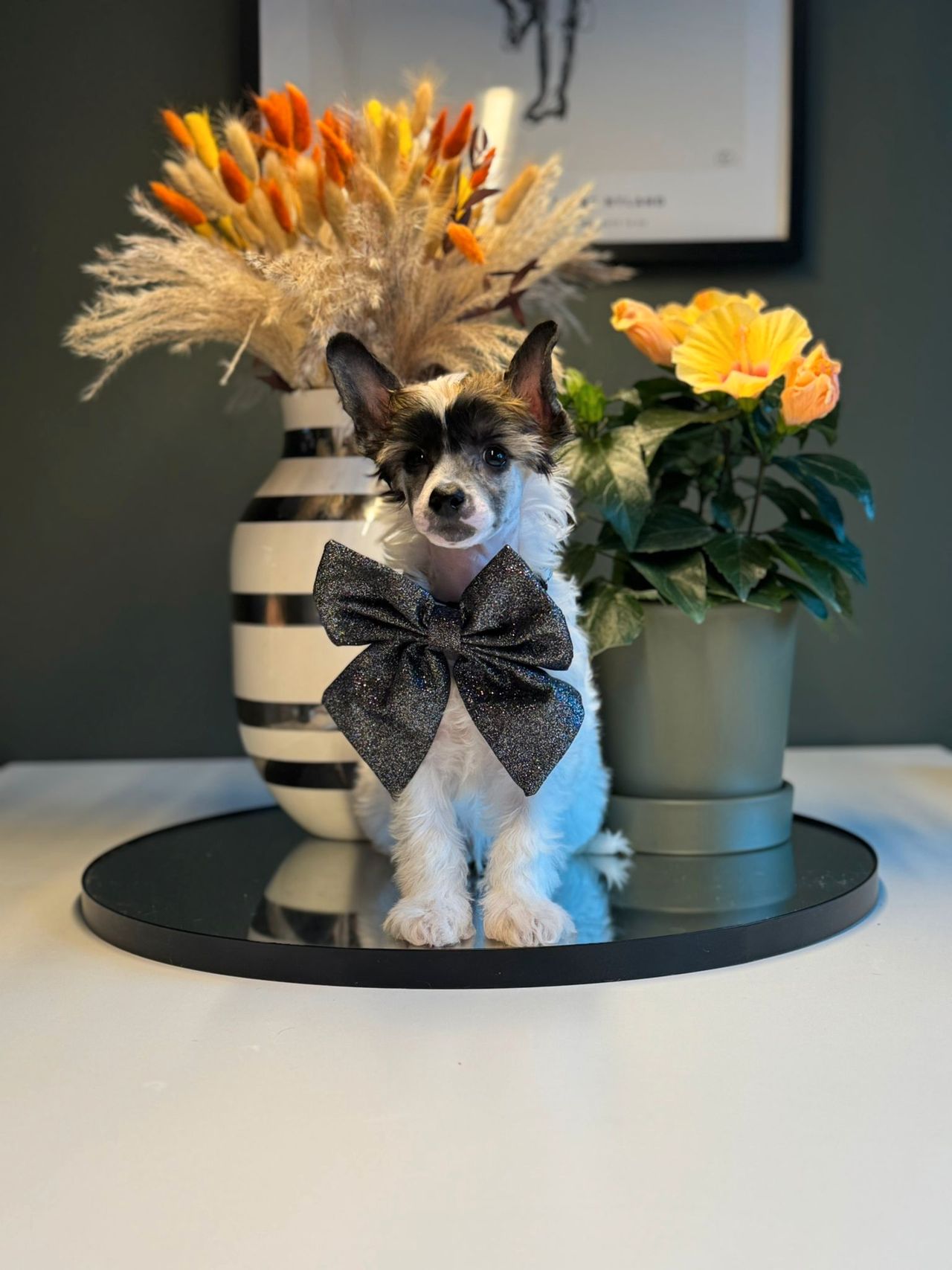 Chinese crested powderpuff
