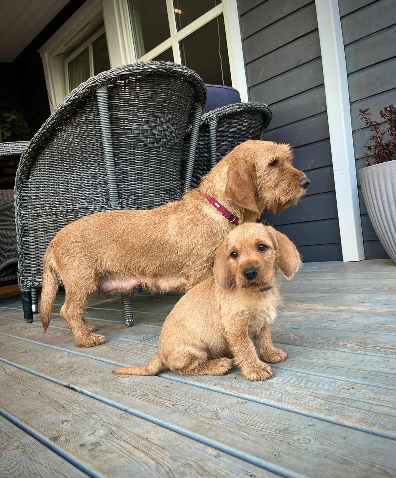 Basset fauve de bretagne