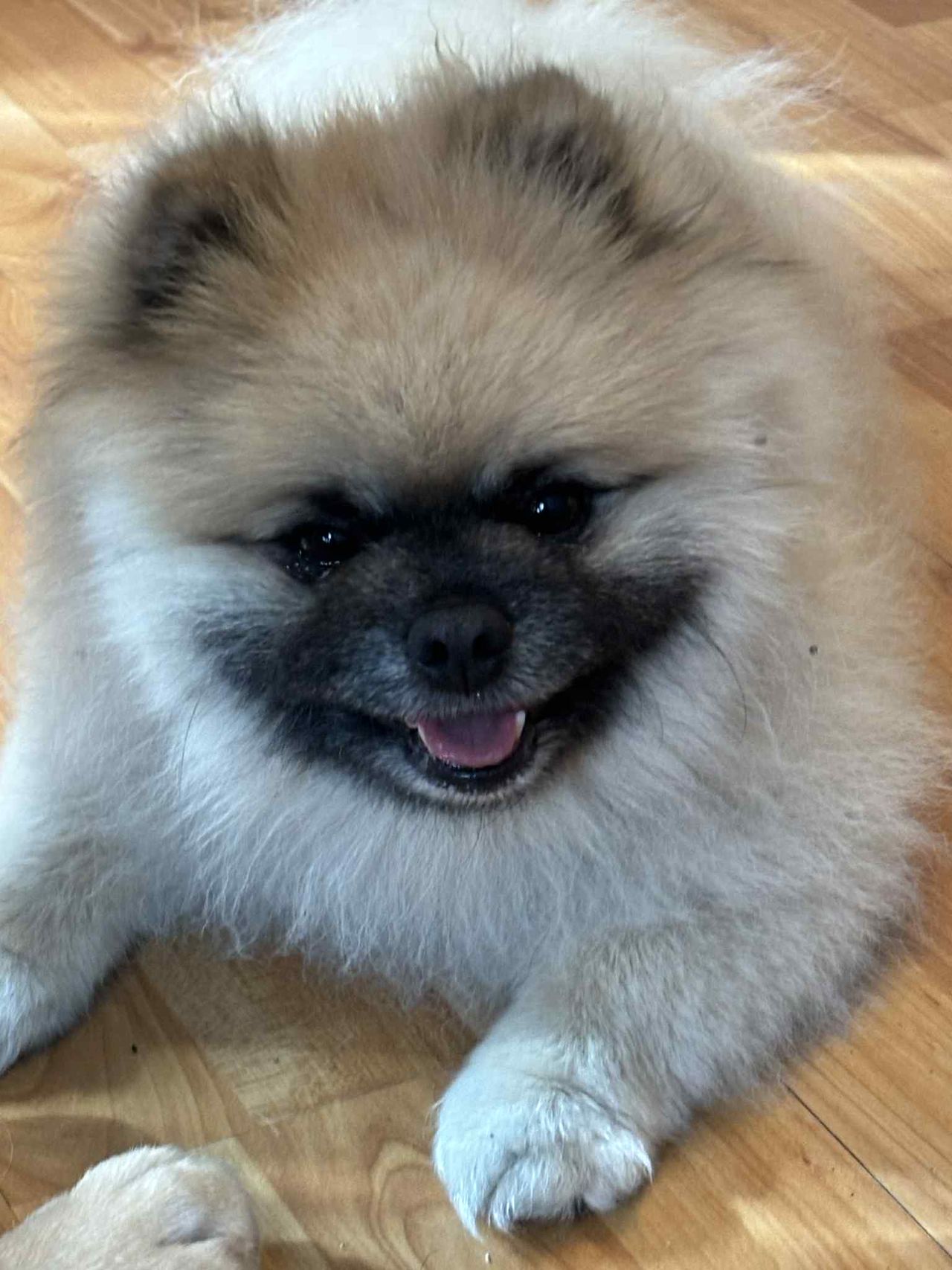 Pomeranian