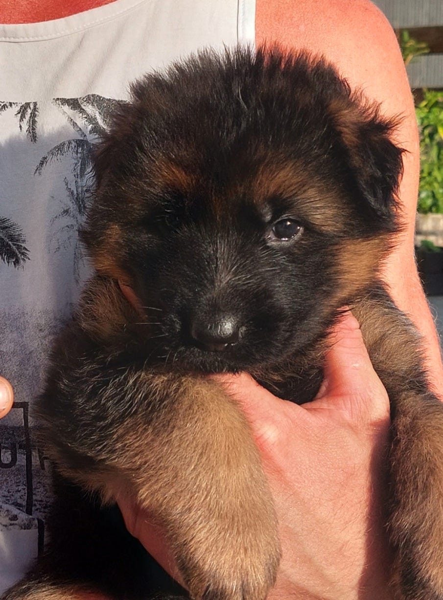 Schäferhund langhår