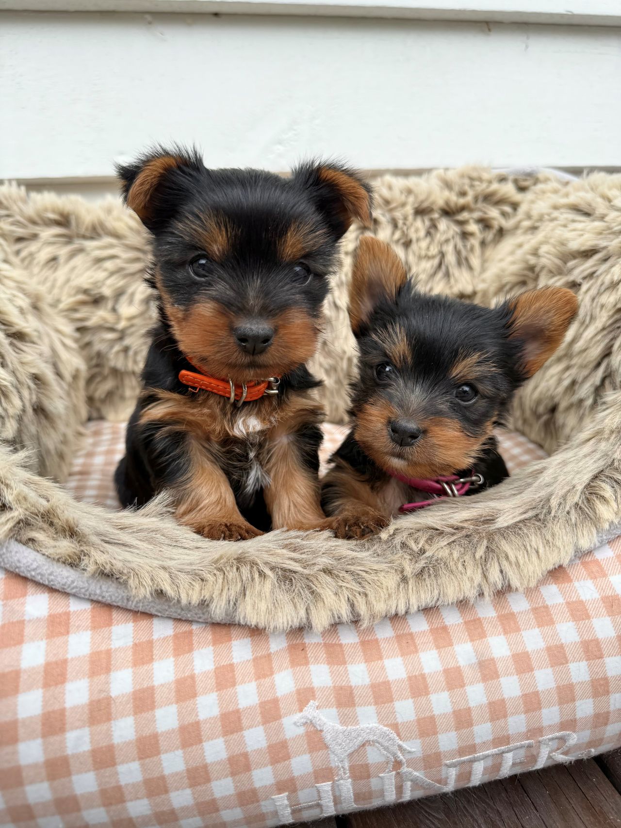 Silky terrier