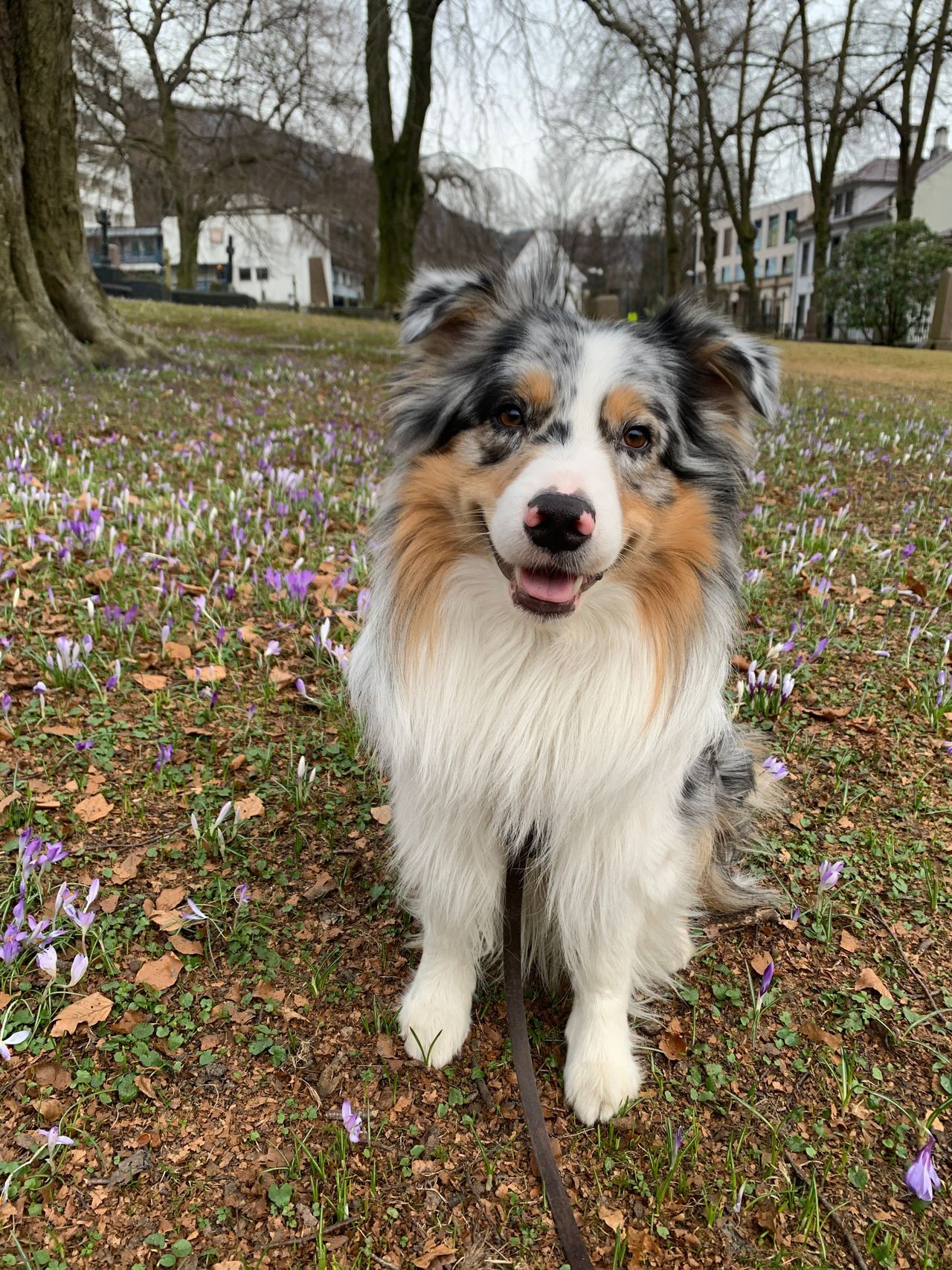 Australian shepherd