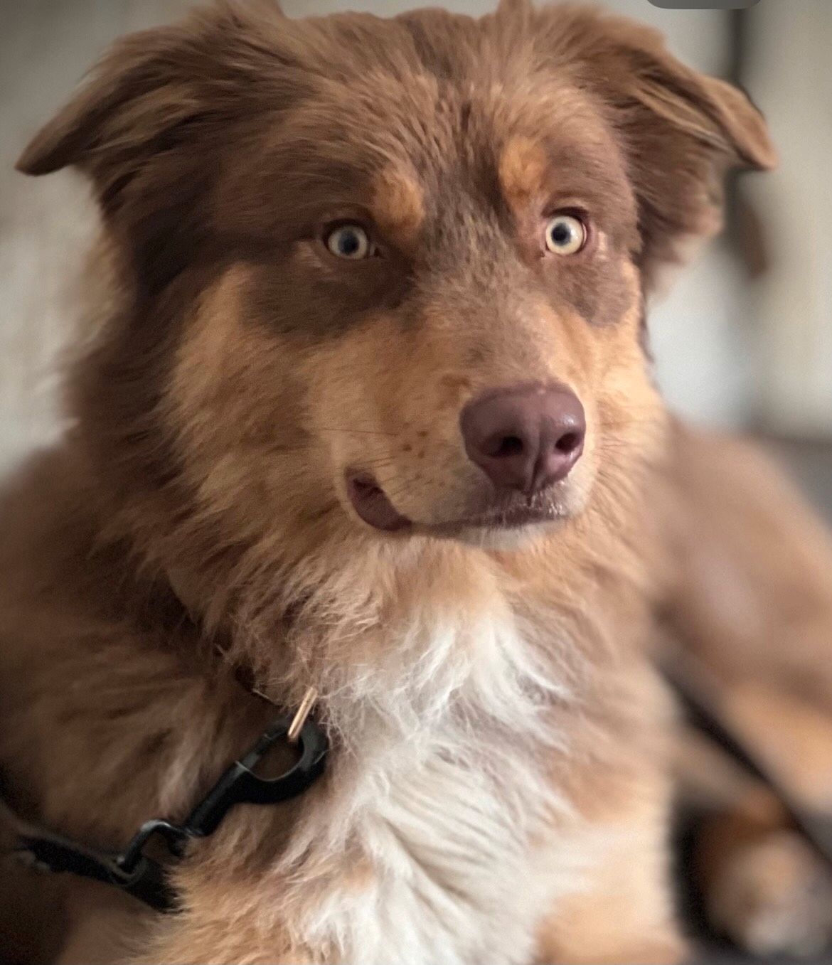 Australian shepherd