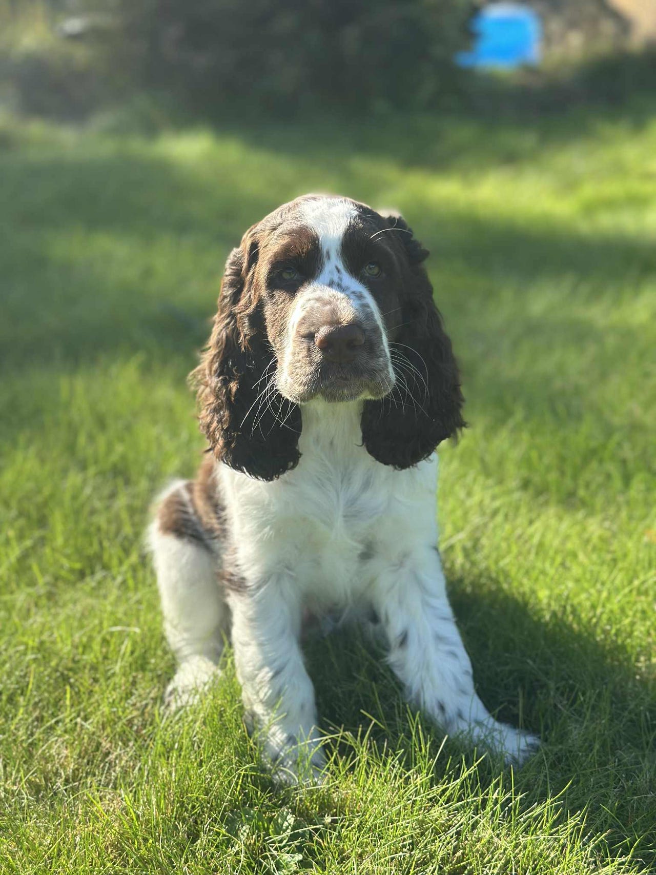 Engelsk springer spaniel
