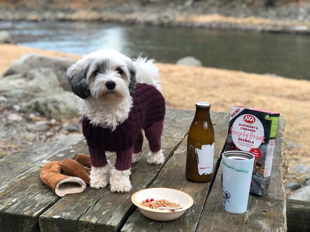 Bichon havanais
