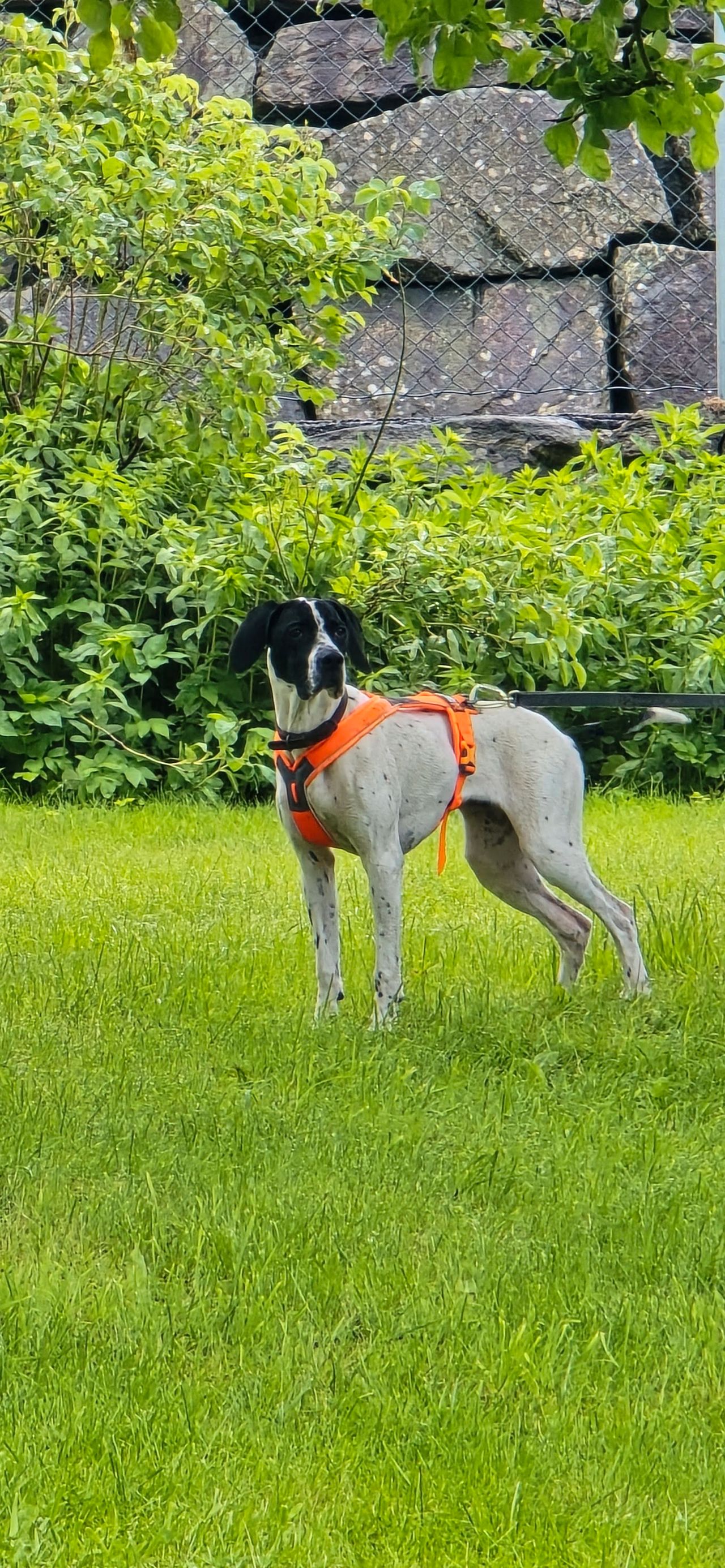 Pointer
