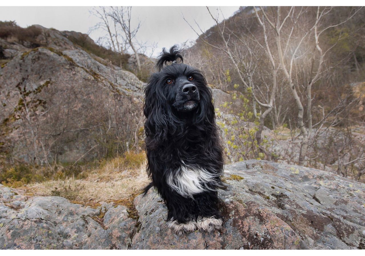 Portugisisk vannhund
