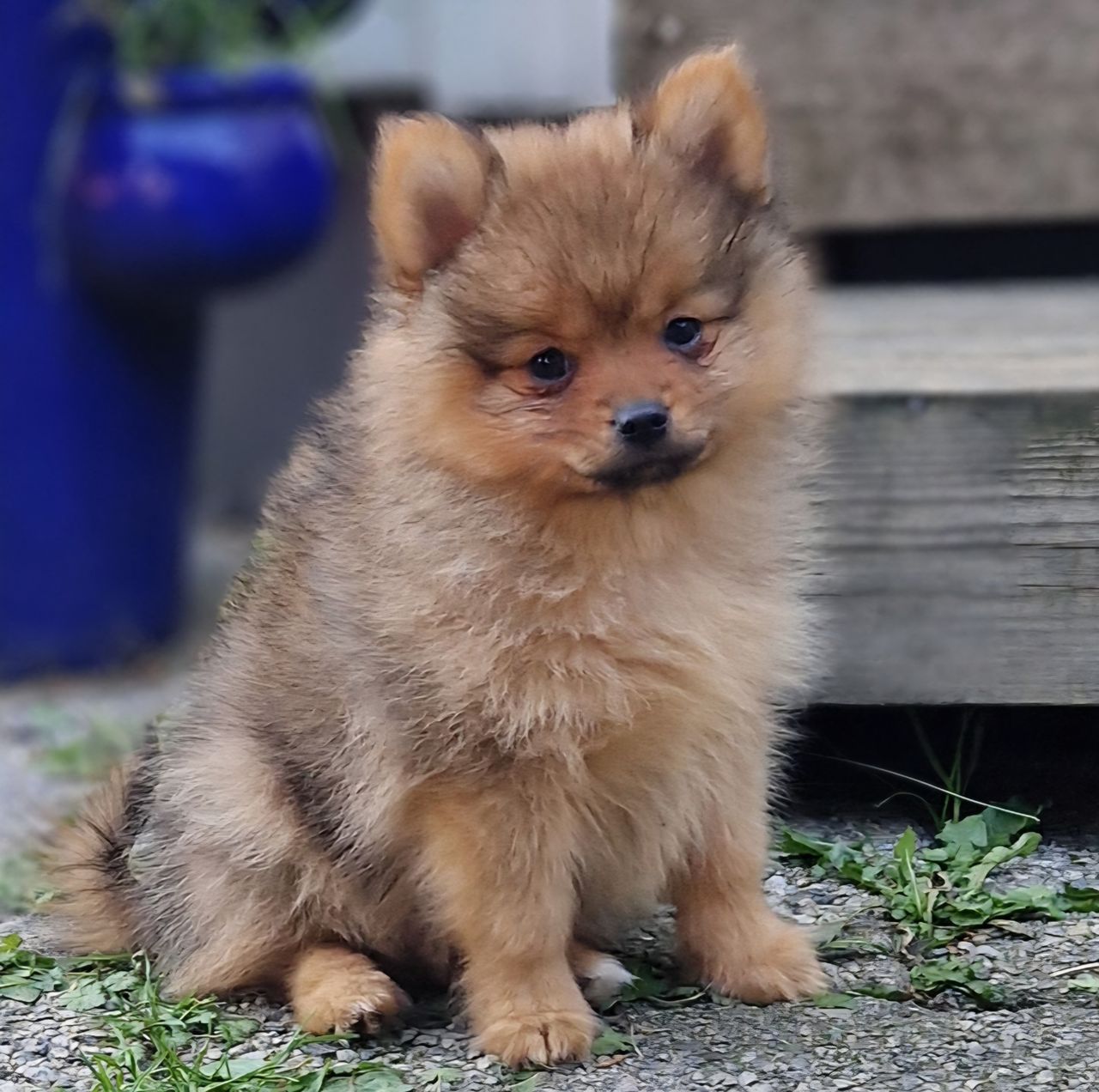 Pomeranian