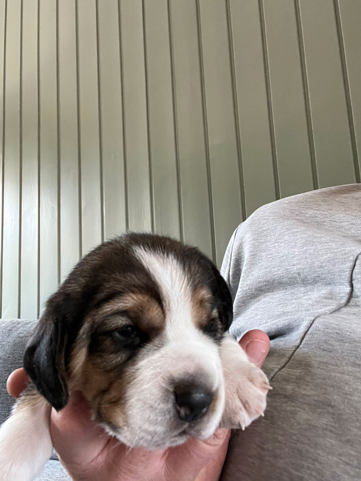 Beagle