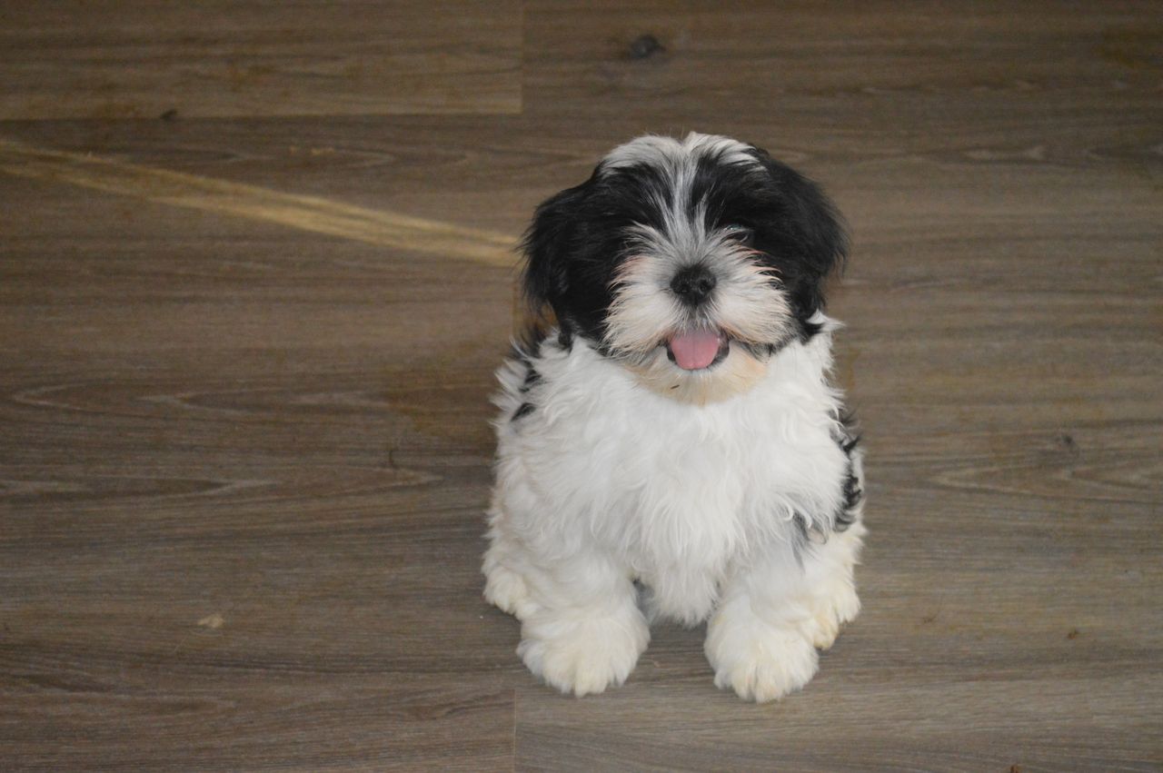 Lhasa apso