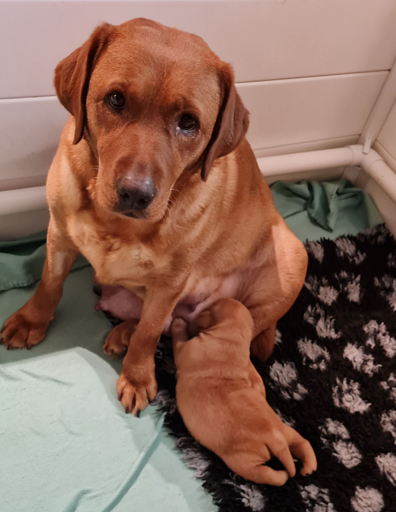 Labrador retriever
