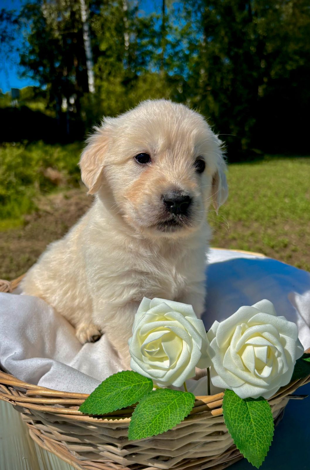 Golden retriever