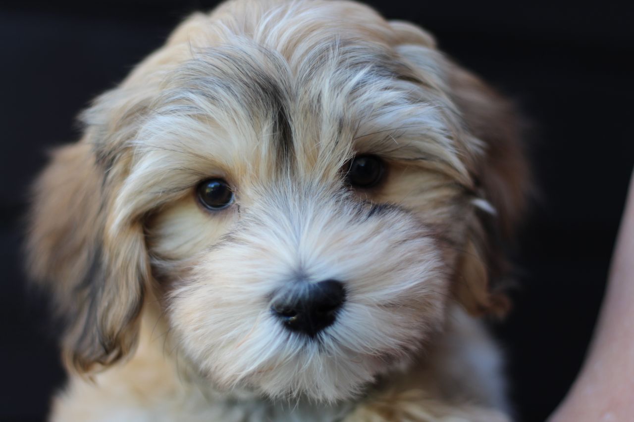Bichon havanais