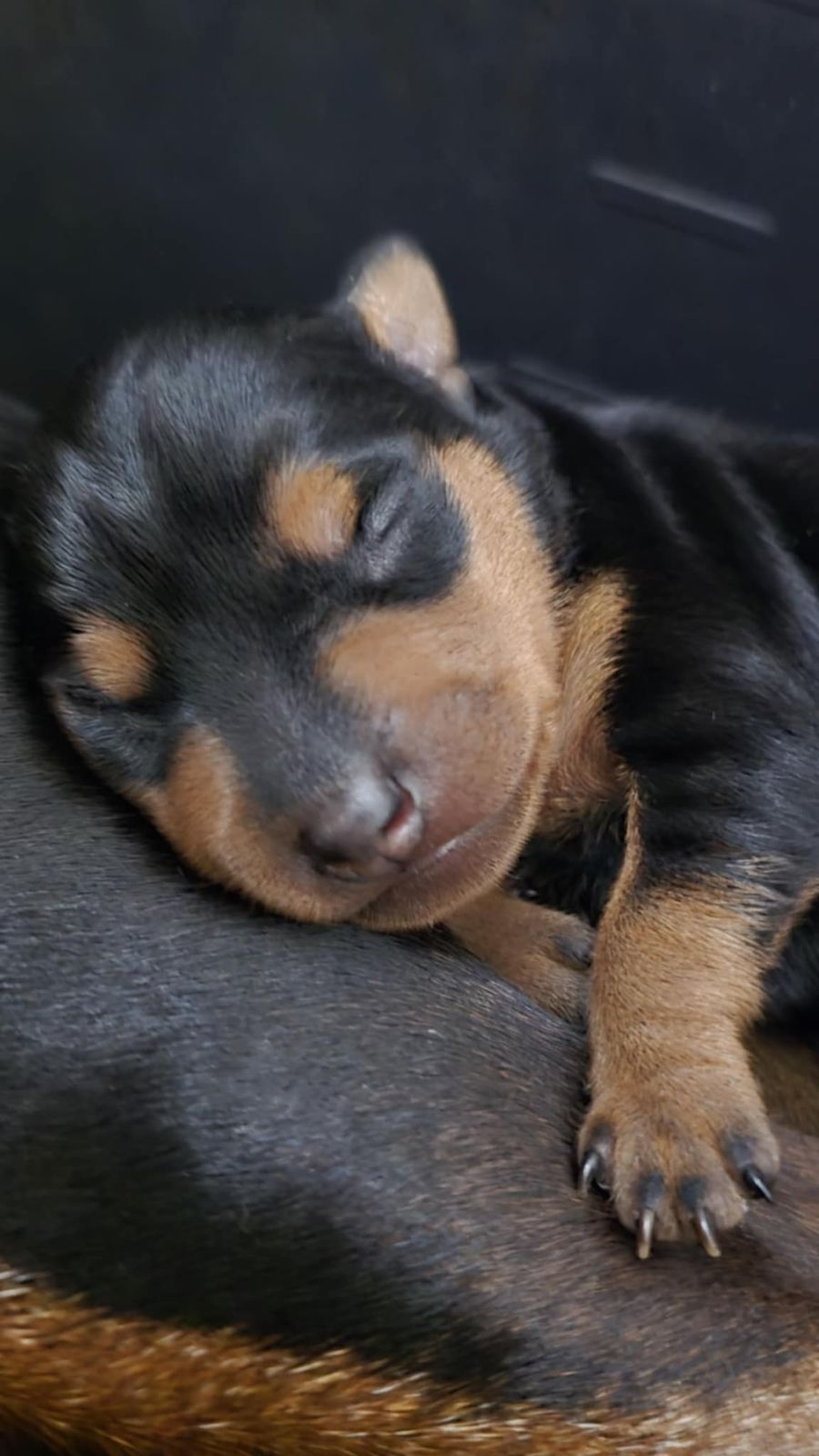 Dvergpinscher