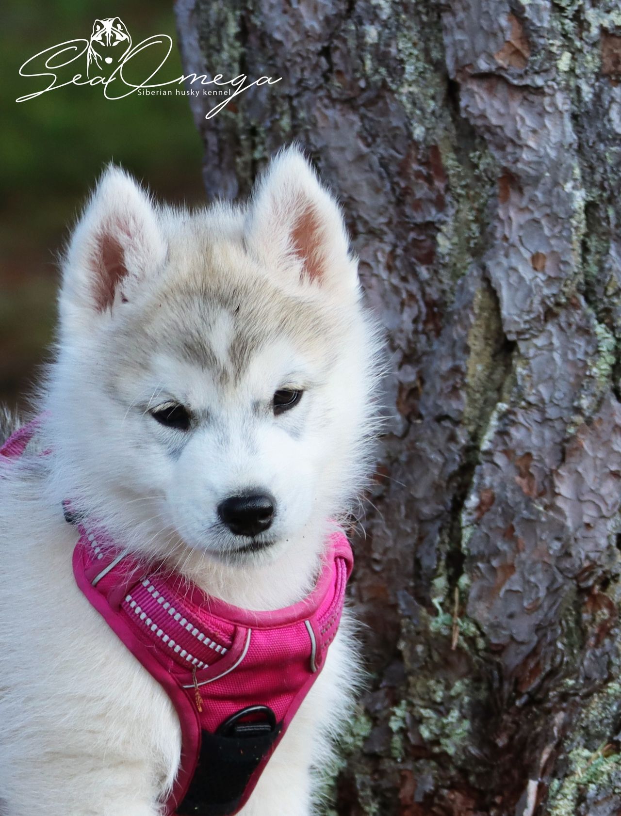 Siberian husky
