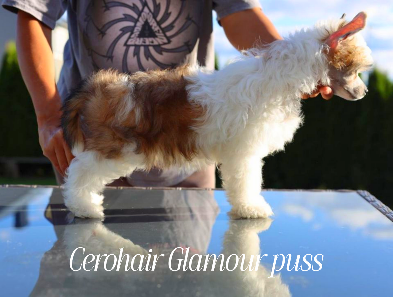 Chinese crested powderpuff