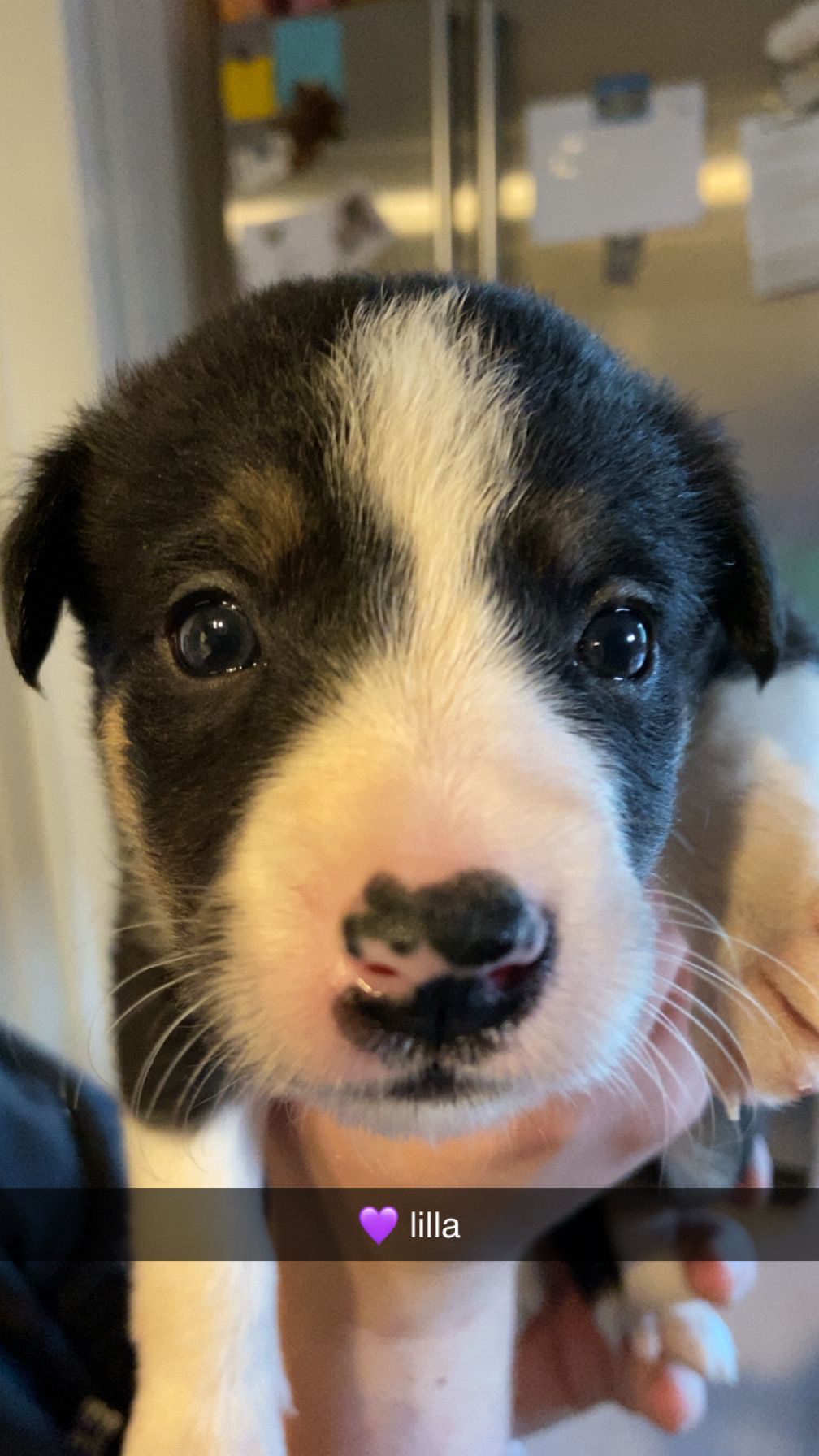 Border collie