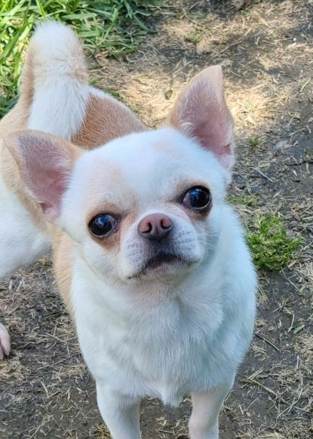Chihuahua korthåret