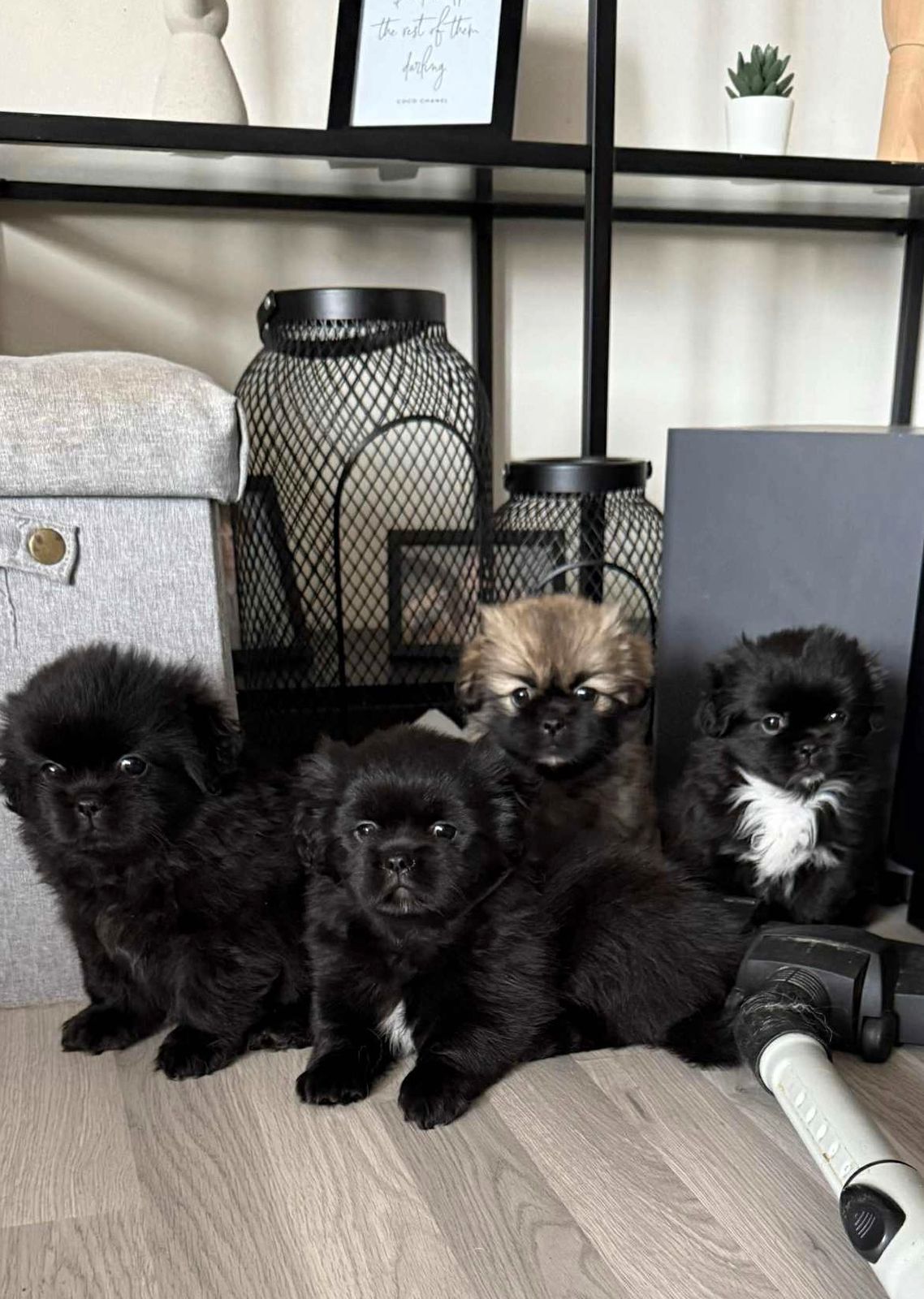Tibetansk spaniel