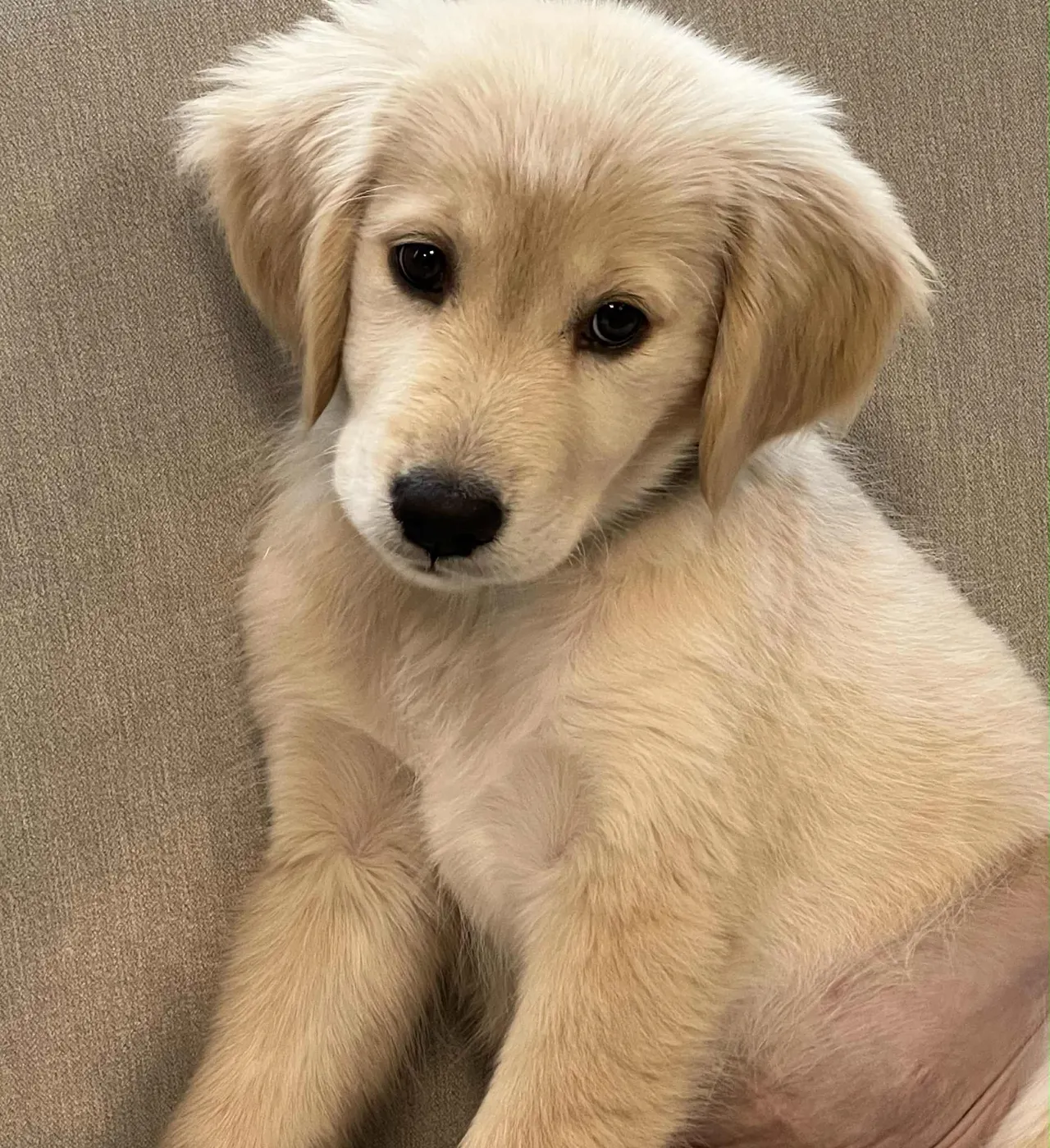 Golden retriever