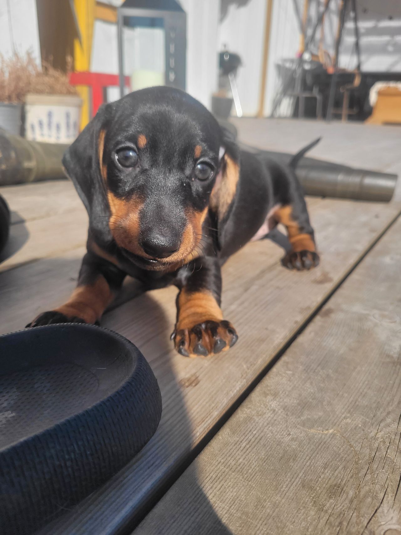 Dachshund korthåret