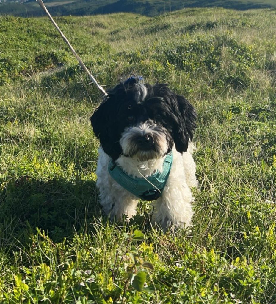 Bichon havanais