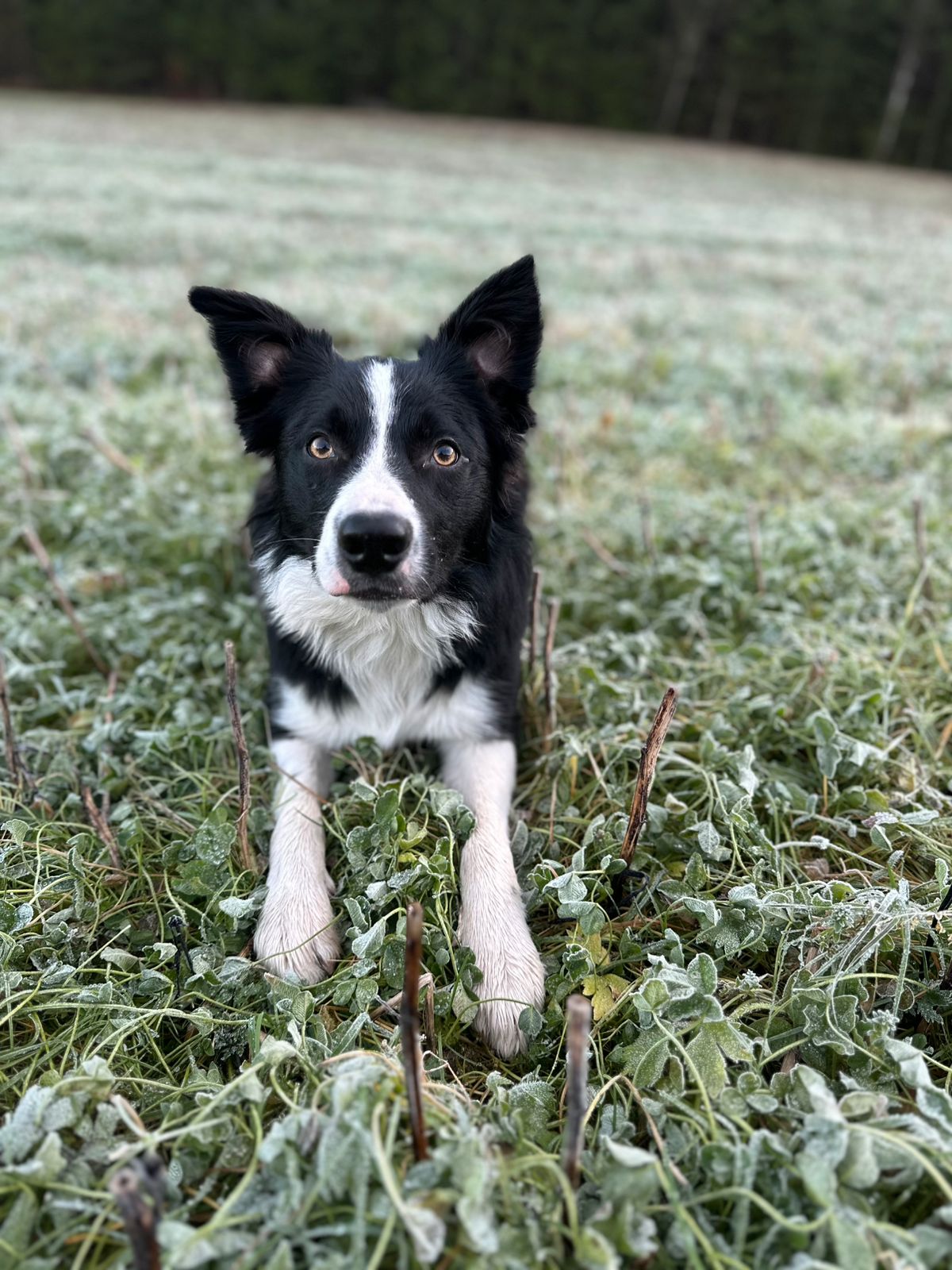 Border collie