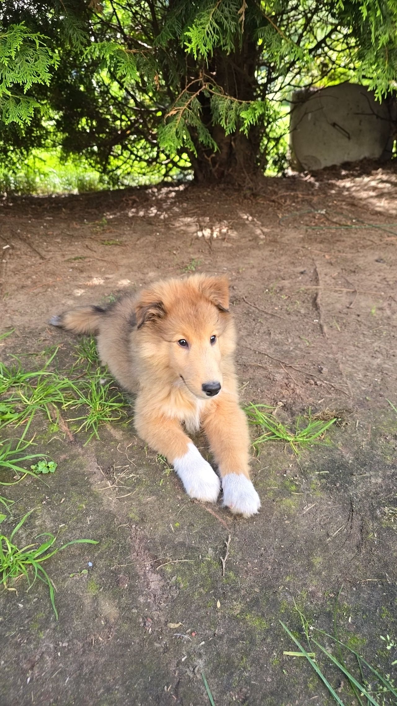 Shetland sheepdog
