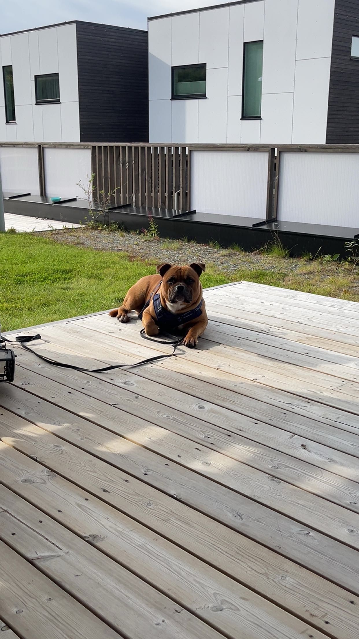 Staffordshire bull terrier