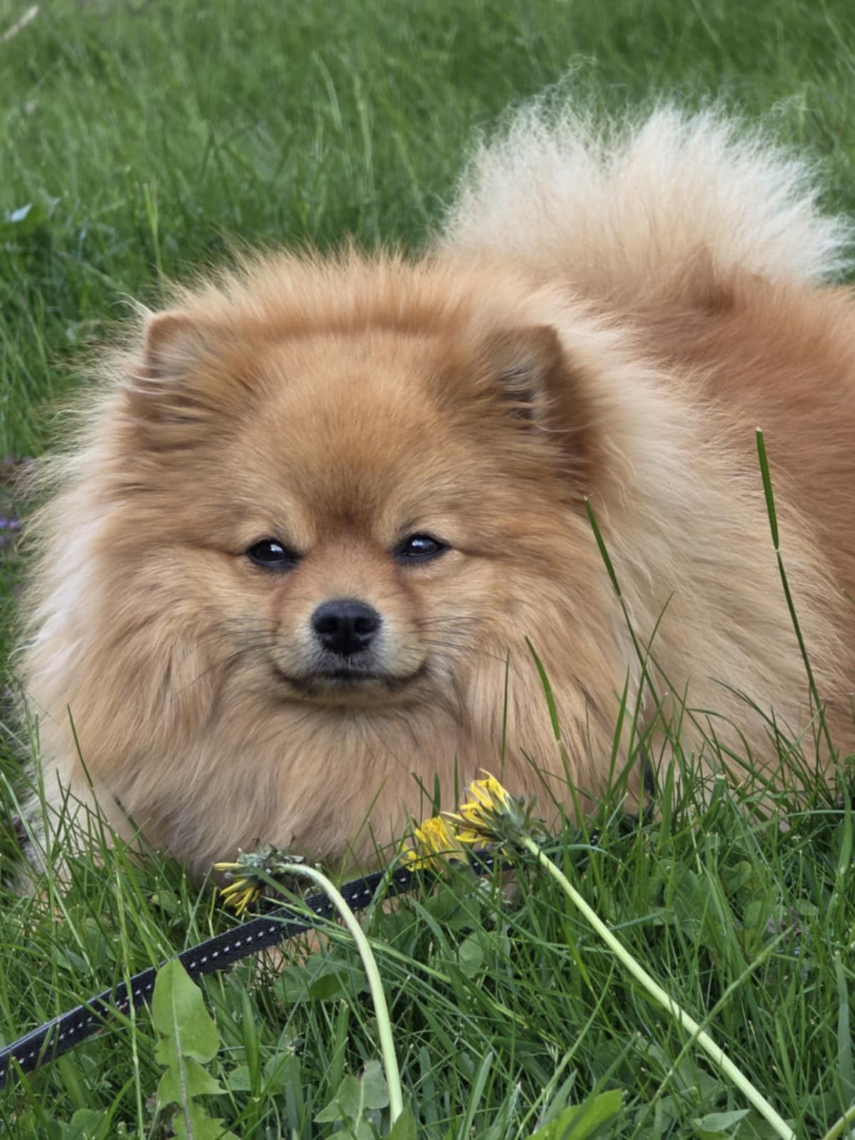 Kleinspitz