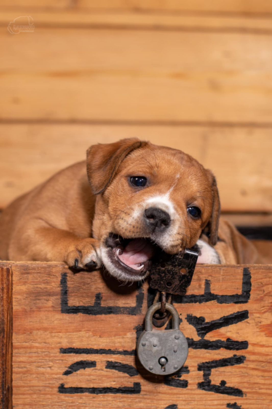 Staffordshire bull terrier