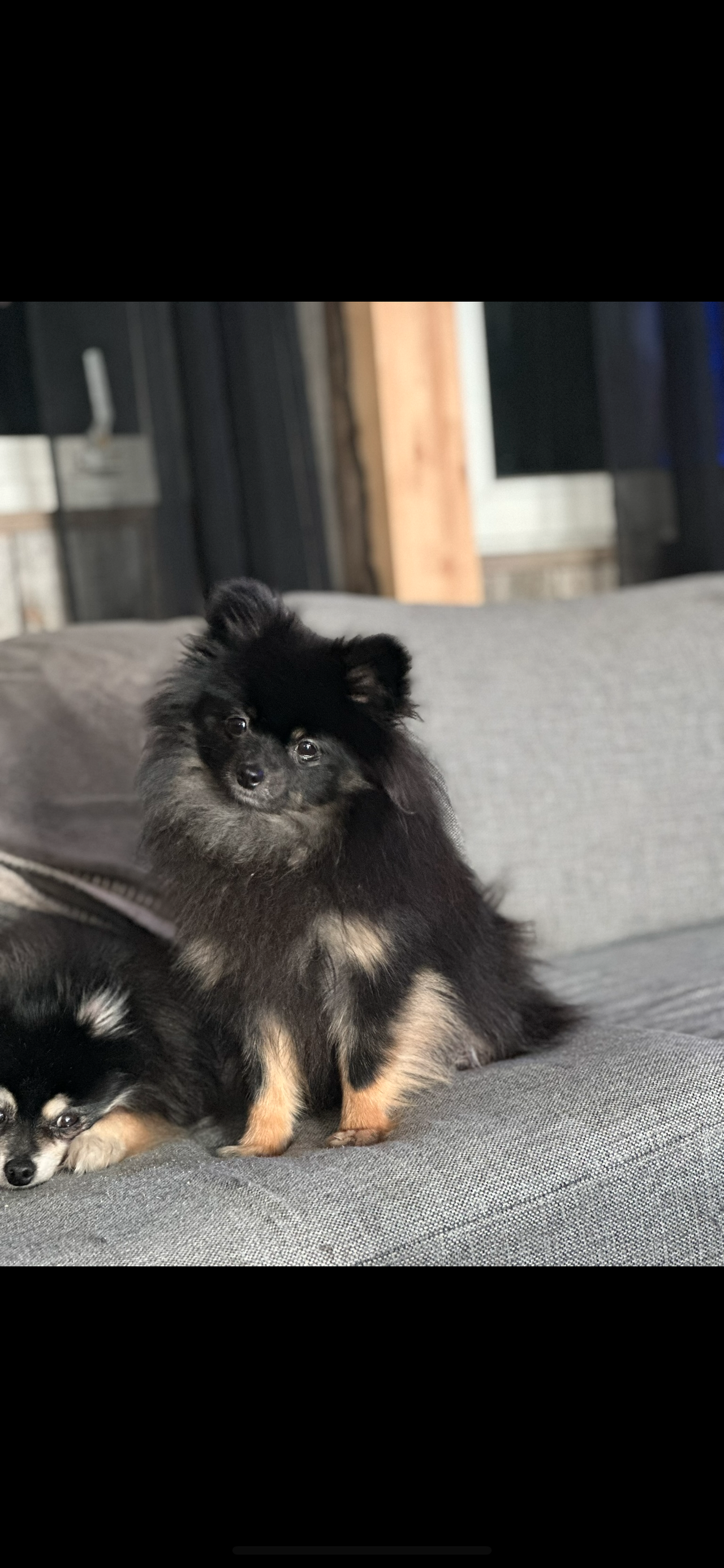 Pomeranian