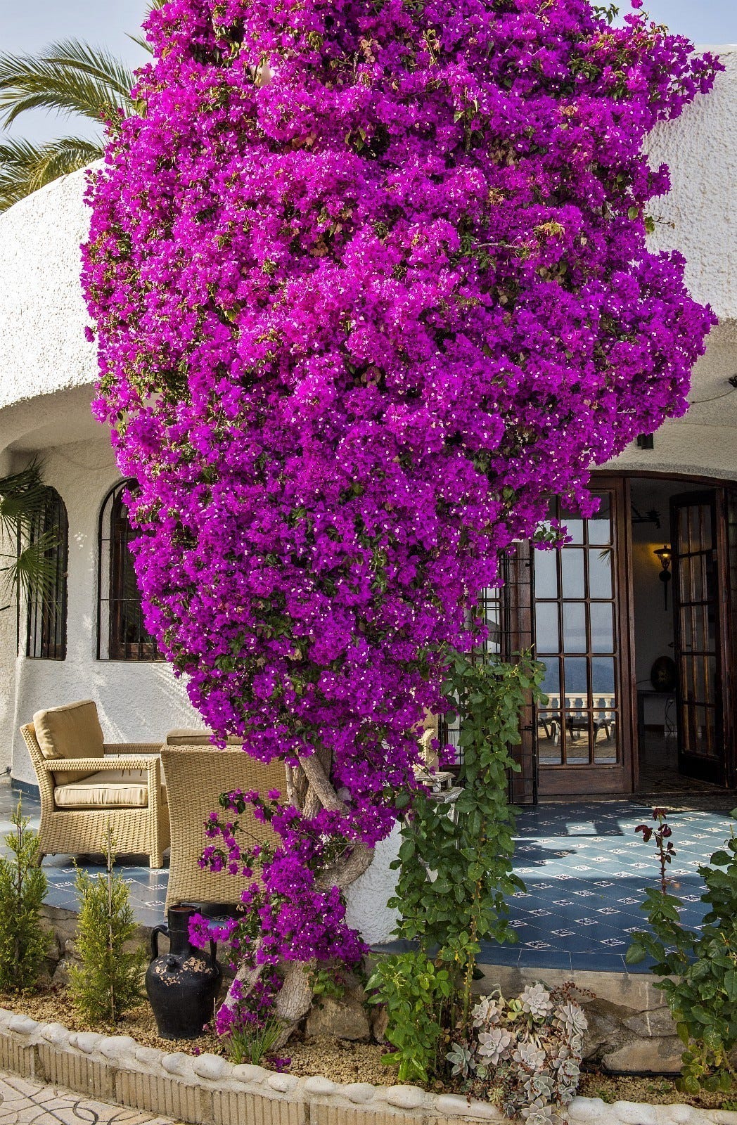 Blomstring Galleribilde