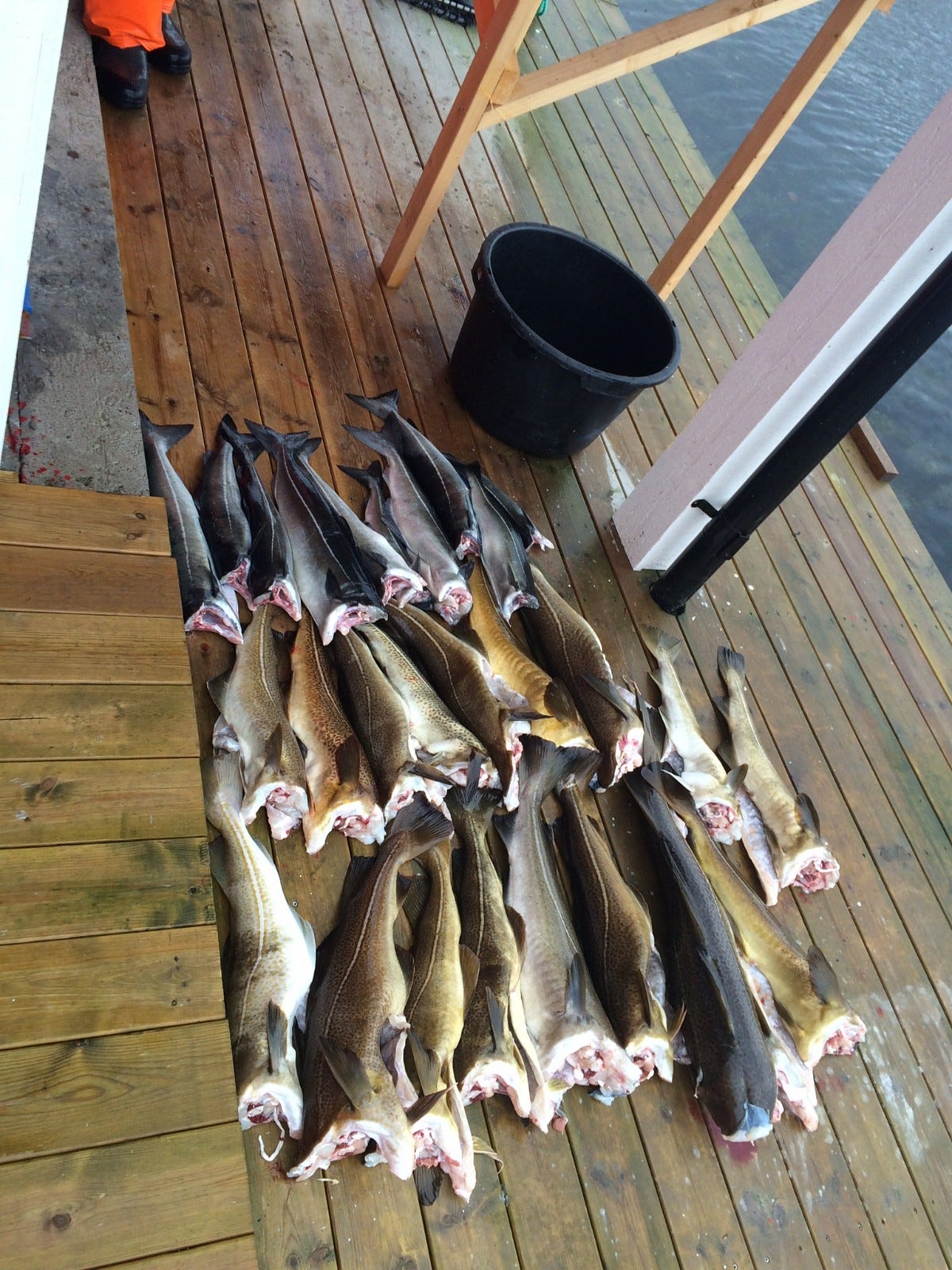 Fiskelykke Galleribilde