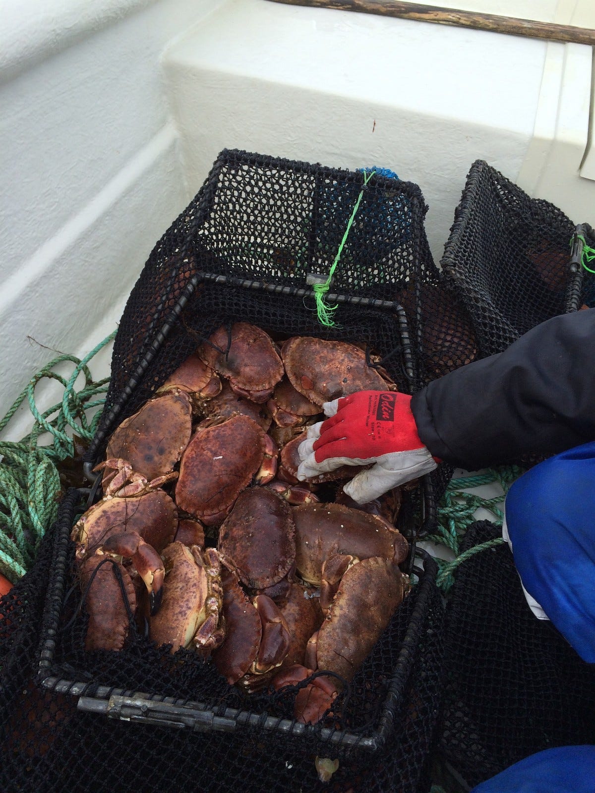 Krabber er godt Galleribilde